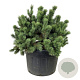 Pinus mugo 100-125 cm cont. 230L solitair