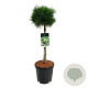 Pinus mugo 'Varella' 60 cm stam 15L