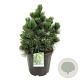 Pinus heldreichii 'Malinki' 50-60 cm 30L extra