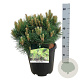 Pinus nigra 'Nana' 40-50 cm 15L