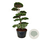 Pinus nigra nigra 200-225 cm cont. 285L bonsai