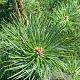 Pinus nigra nigra 200-225 cm draadkluit solitair