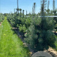 Pinus nigra nigra 200-225 cm draadkluit solitair
