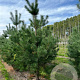 Pinus nigra nigra 200-225 cm draadkluit solitair