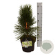 Pinus nigra 'Pyramidalis' 30-40 cm 4,5L