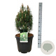Pinus nigra 'Richard' 50-60 cm 30L extra