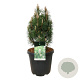 Pinus nigra 'Richard' 50-60 cm 30L extra