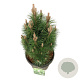 Pinus nigra 'Richard' 50-60 cm 30L extra