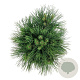 Pinus nigra 'Spielberg' 40-50 cm 15L