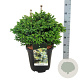 Picea omorika 'Nana' 40-50 cm 15L