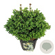 Picea omorika 'Nana' 40-50 cm 15L