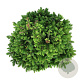 Picea omorika 'Nana' 40-50 cm 15L