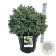 Picea omorika 'Nana' 50-60 cm 30L extra