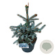 Picea pungens 'Erich Frahm' 40-50 cm 6L
