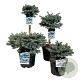 Picea pungens 'Glauca Globosa' 50-60 cm 4,5L