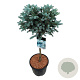 Picea pungens 'Glauca Globosa' 60 cm stam 15L