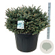Picea pungens 'Glauca Globosa' 80-100 cm cont. 110L solitair