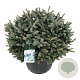 Picea pungens 'Glauca Globosa' 80-100 cm cont. 110L solitair