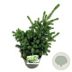 Picea pungens 'Lucky Strike' 40-50 cm 6L