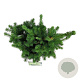 Picea pungens 'Lucky Strike' 40-50 cm 6L