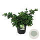 Picea pungens 'Lucky Strike' 50-60 cm 30L extra