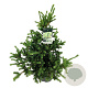 Picea pungens 'Lucky Strike' 60-80 cm 30L extra