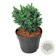 Picea sitchensis 'Midget' 25-30 cm