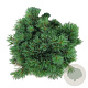 Pinus strobus 'Minima' 40-50 cm 15L