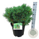 Pinus strobus 'Minima' 40-50 cm 15L