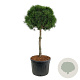 Pinus sylvestris 100 cm stam cont. 180L kroon 90-100