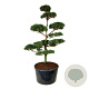 Pinus sylvestris 250-300 cm cont. 500L bonsai
