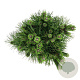 Pinus thunbergii 'Sayonara' 30-40 cm 4,5L