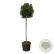 Prunus lusitanica 'Brenelia' 180 cm stam cont. 130L extra