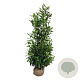 Prunus l. 'Caucasica' 150-175 cm met kluit extra