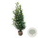 Prunus l. 'Caucasica' 175-200 cm met kluit extra