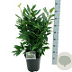 Prunus l. 'Herbergii' 60-80 cm 6L