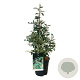 Prunus lusitanica 'Variegata' 60-80 cm 6,5L piramide