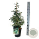 Prunus lusitanica 'Variegata' 60-80 cm 6,5L piramide