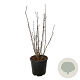 Staphylea colchica 100-125 cm 30L extra