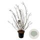 Stachyurus praecox 170-200 cm cont. 55L extra