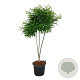 Styphnolobium japonicum 150-175 cm 30L extra