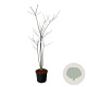 Styphnolobium japonicum 170-200 cm cont. 55L extra