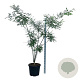 Styphnolobium japonicum 170-200 cm cont. 55L extra