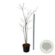 Styphnolobium japonicum 170-200 cm cont. 55L extra