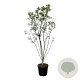 Styphnolobium japonicum 225-250 cm cont. 55L extra