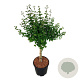 Syringa Bloomerang Pink Perfume 60 cm stam 15L