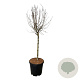 Syringa Bloomerang Pink Perfume 60 cm stam 15L