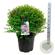Syringa meyeri 'Palibin' 50-60 cm 30L extra