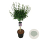 Syringa meyeri 'Palibin' 60 cm stam 15L