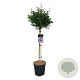 Syringa meyeri 'Palibin' 90 cm stam 15L